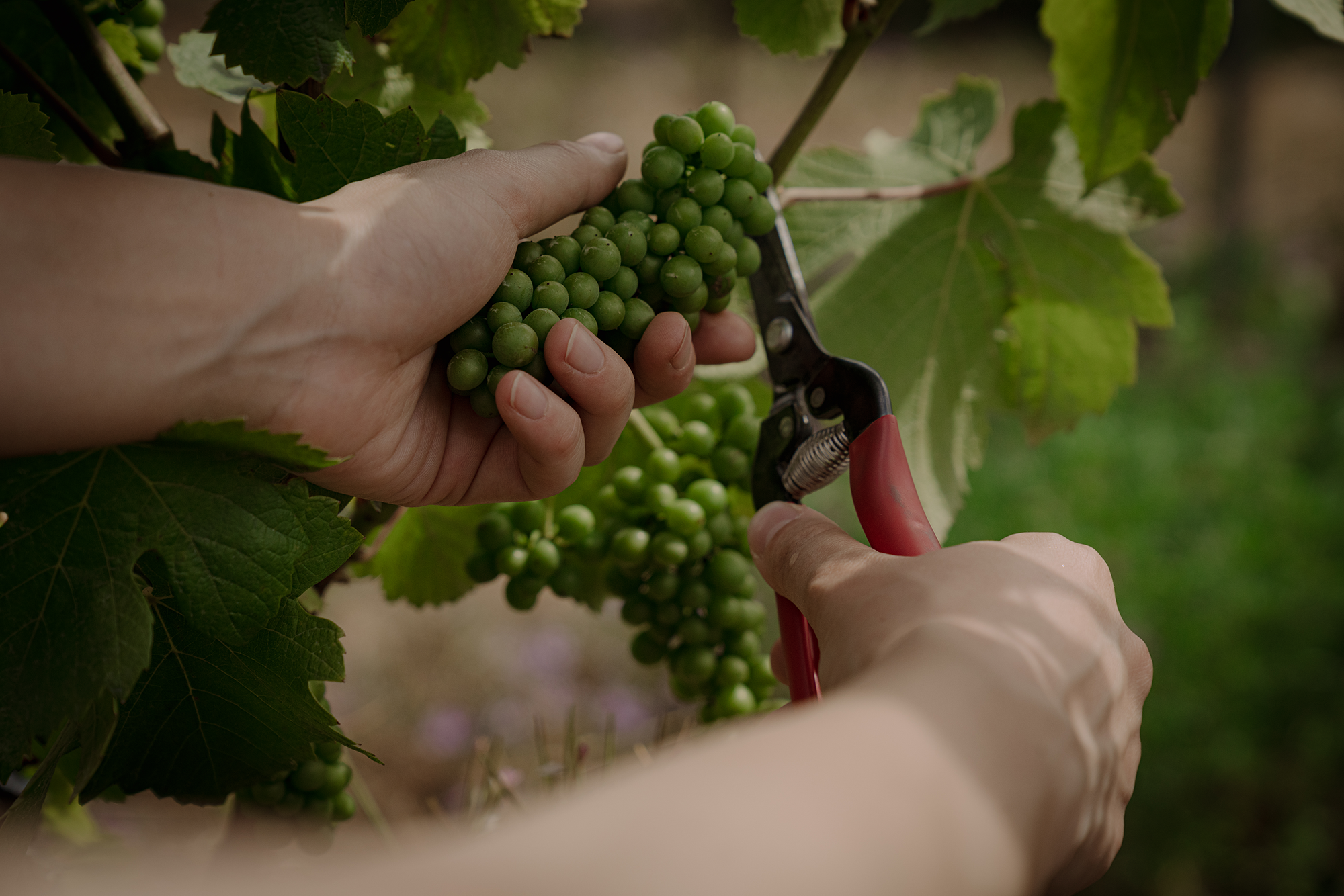 Akarua Vineyard Greenharvest lowres