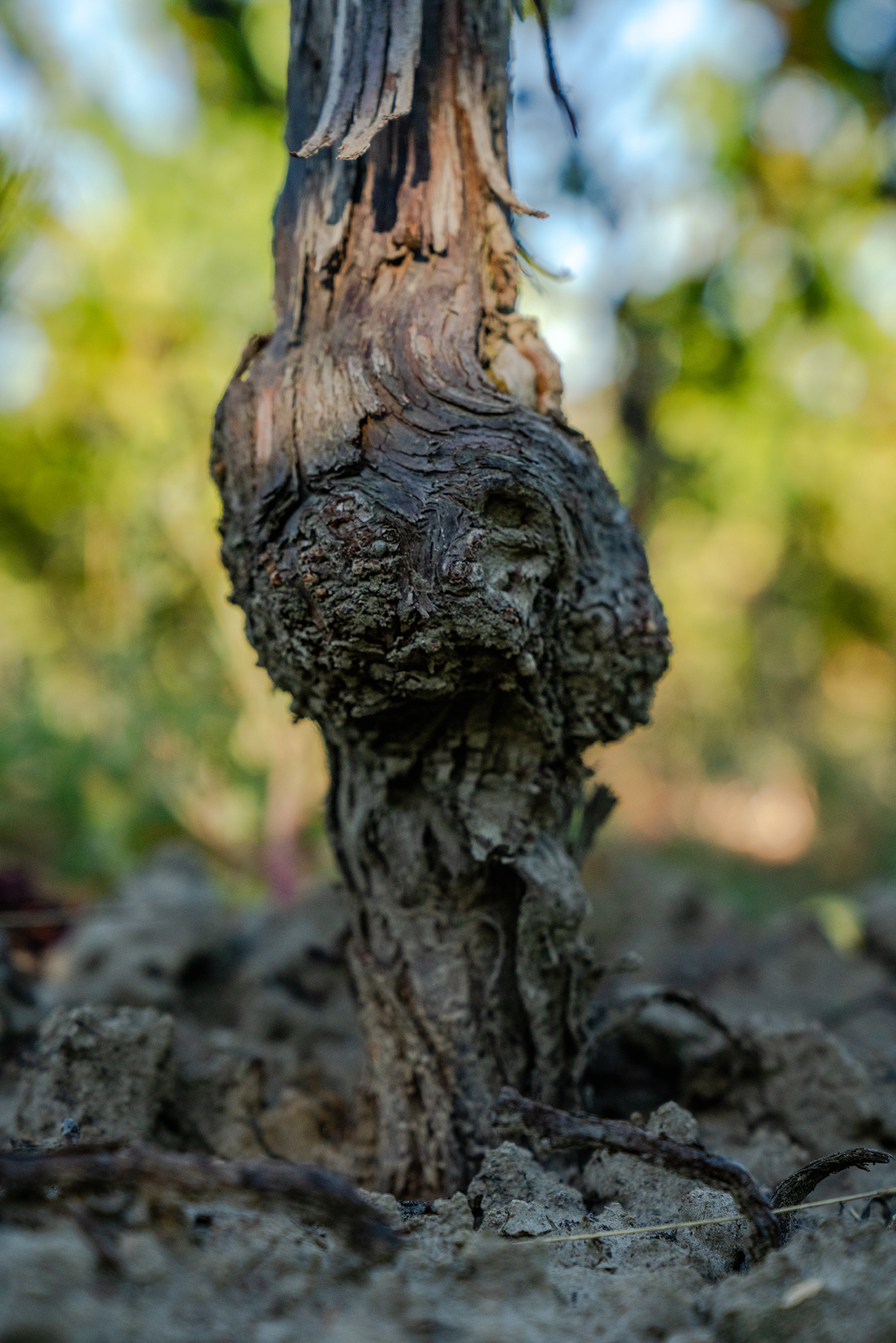 Akarua Vineyard Vine lowres