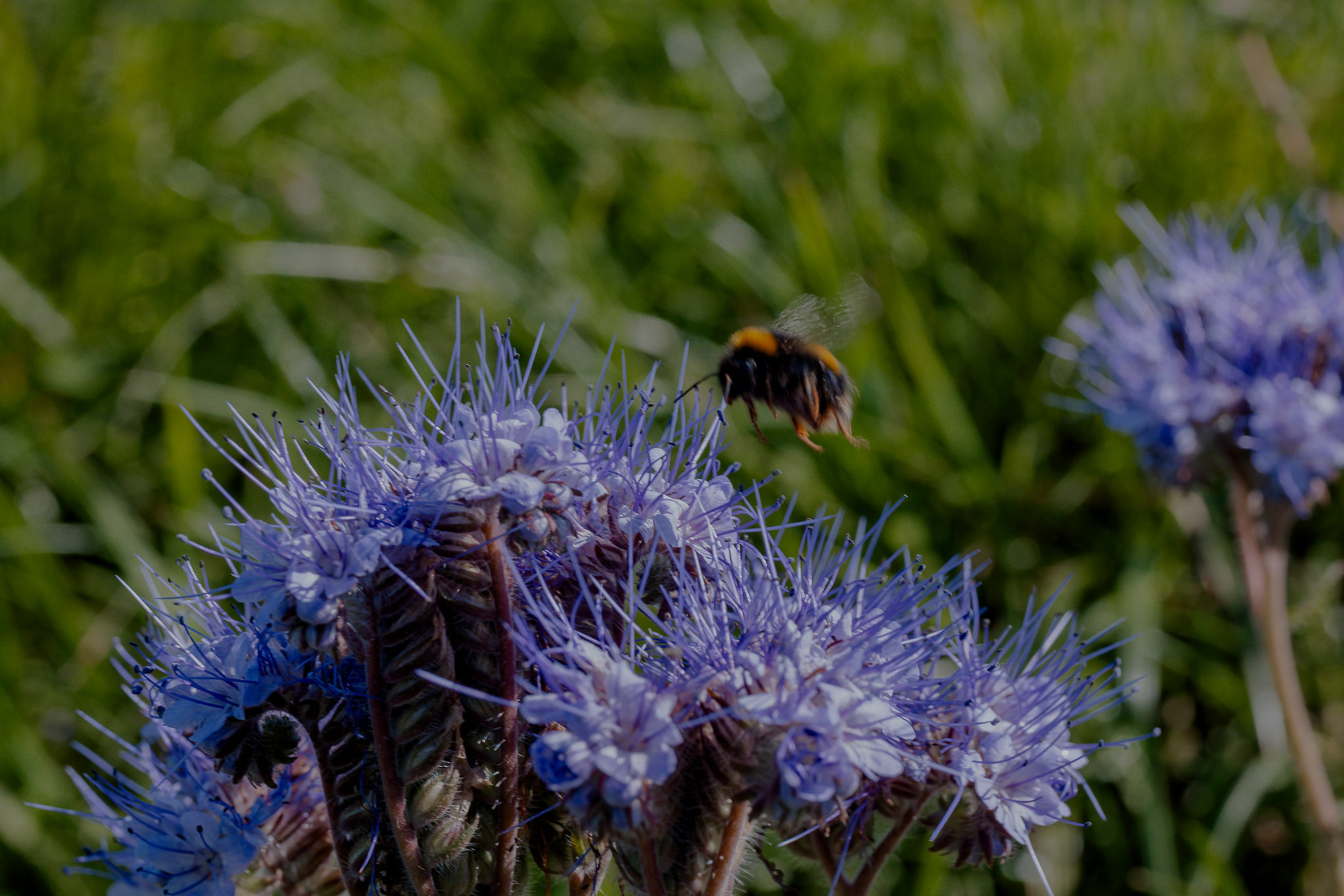 Rimapere spring2025 web 1611