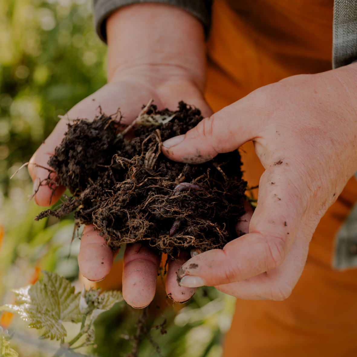 WEBSITE NZ 10 x 10 cm